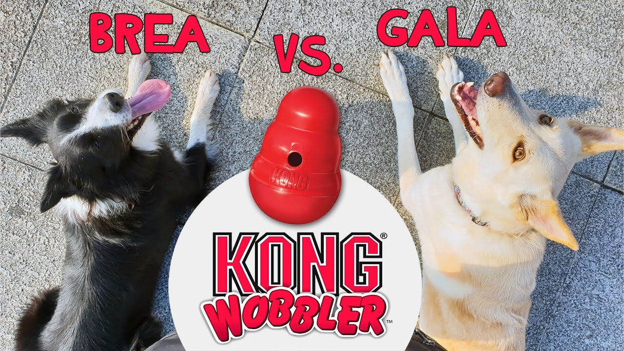 Reto KONG Wobbler - Can de Palleiro VS. Border Collie