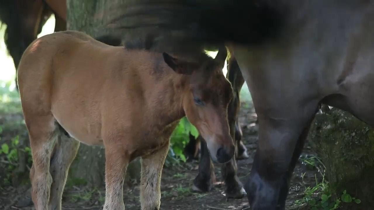 Prized Bosnian mountain horse breed saved from extinction