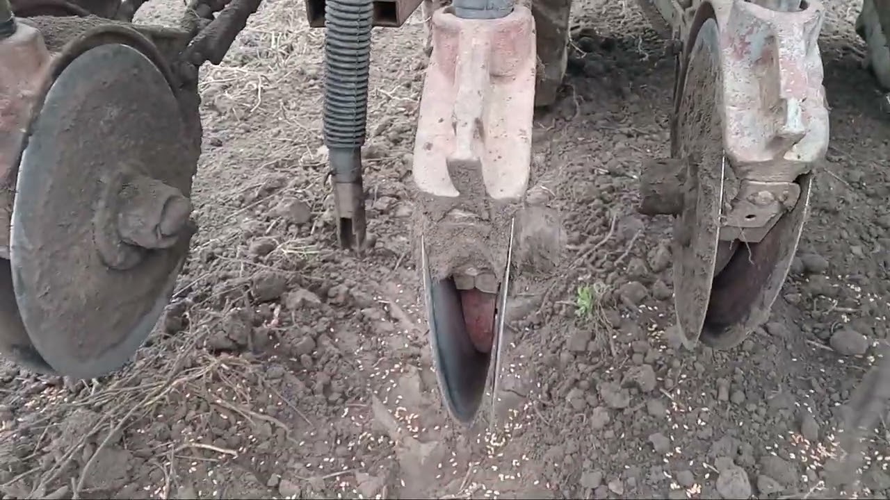 Посівна пшениці 2025