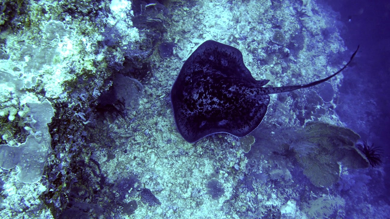 Gregorian Channel - Tubbataha Reefs Natural Park