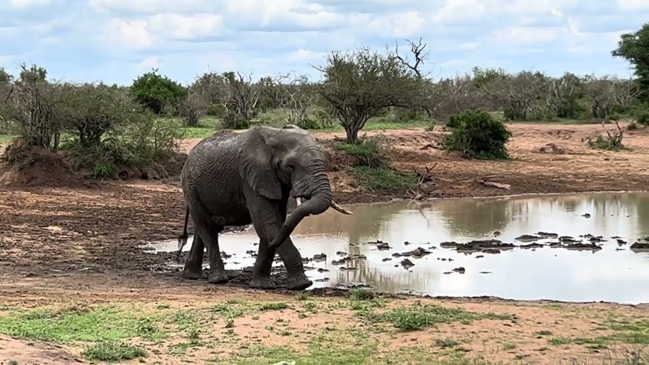 Mud Bath-elephant @vathyball2245