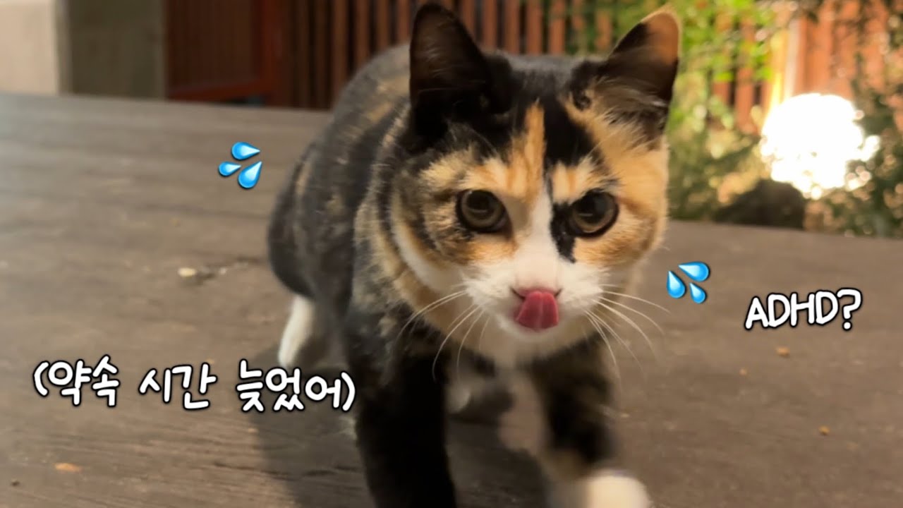 한 순간도 진정이 안 되는 ADHD 고양이