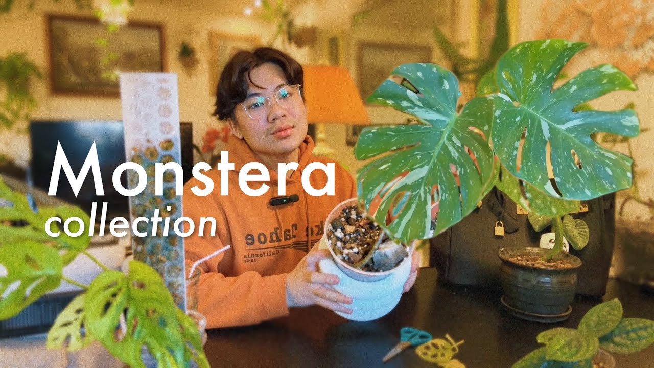 My Entire Monstera Collection | asmr repot & monstera thai constellation rescue ~ houseplant chores