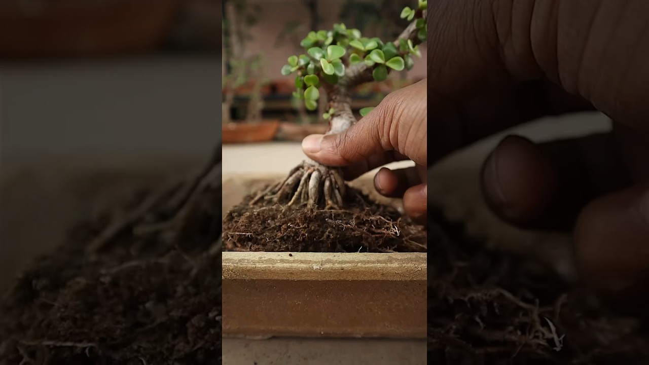 4 year old Dwarf Jade bonsai repotting (Portulacaria Afra bonsai)
