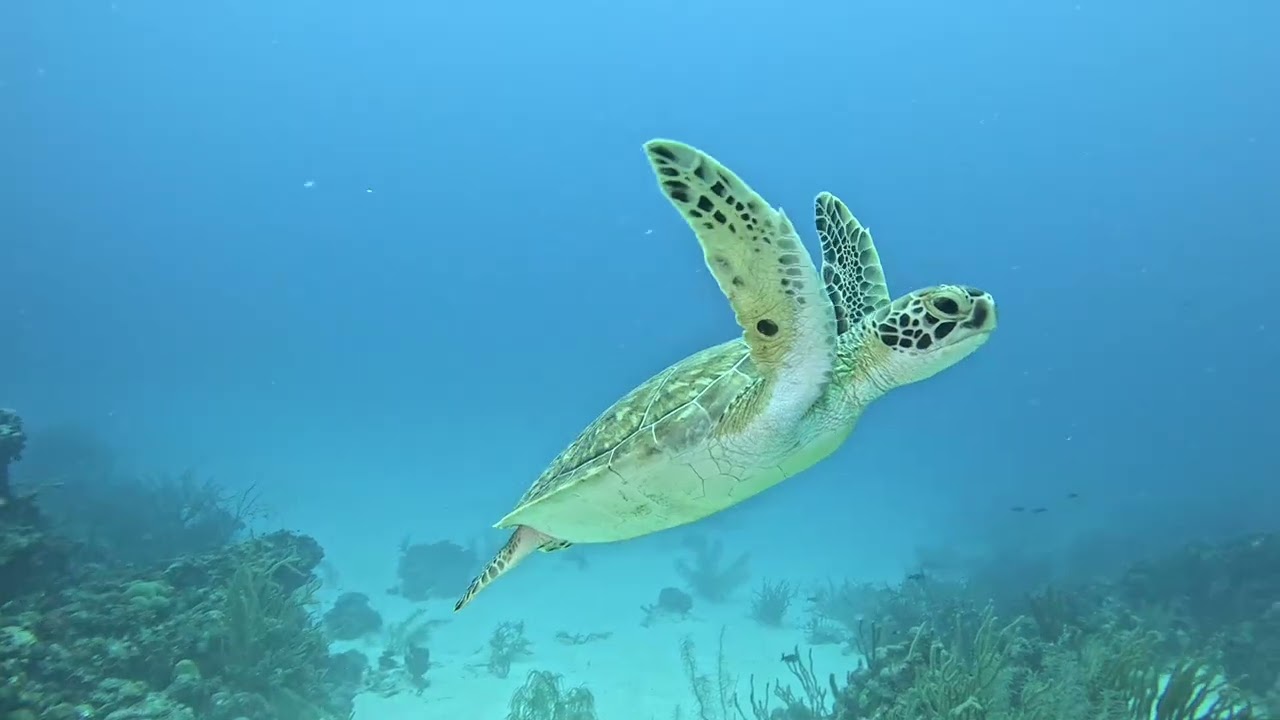 Bonaire Diving