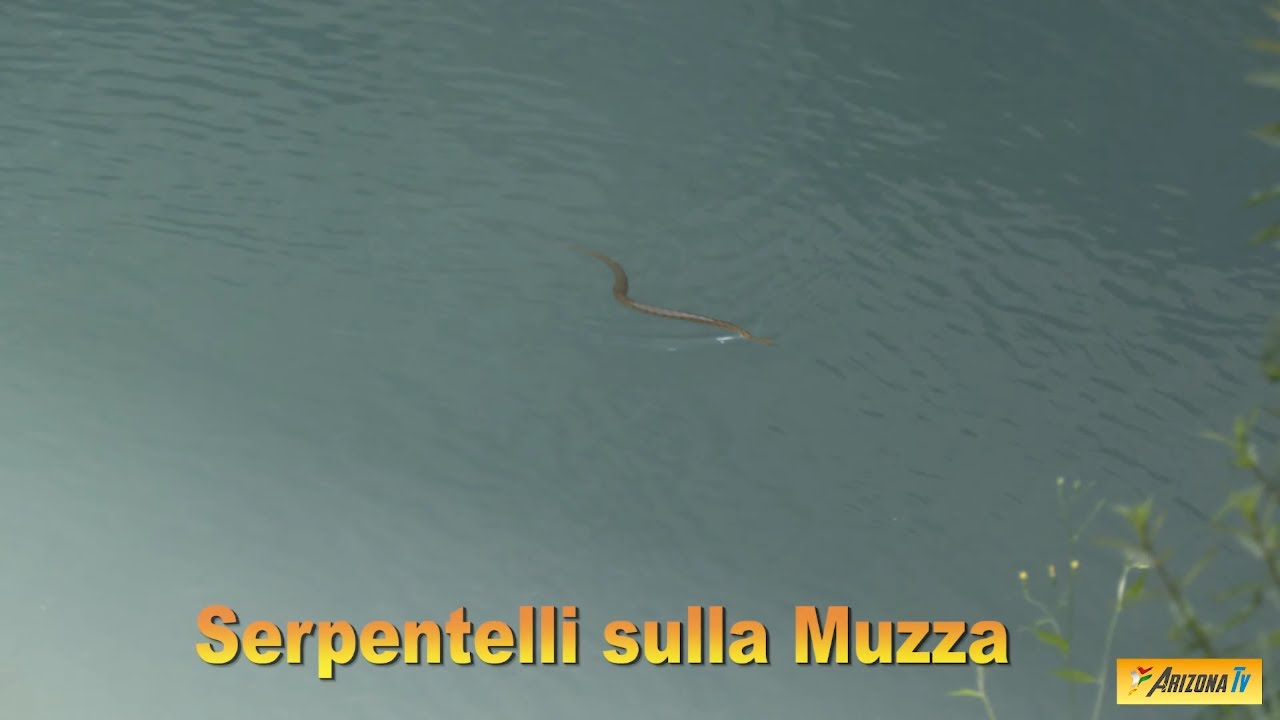 MONDO PESCA SERPENTELLI SULLA MUZZA - PESCA  BOLOGNESE -BARBI CAVEDANI CARPE COL  SERPENTELLO method