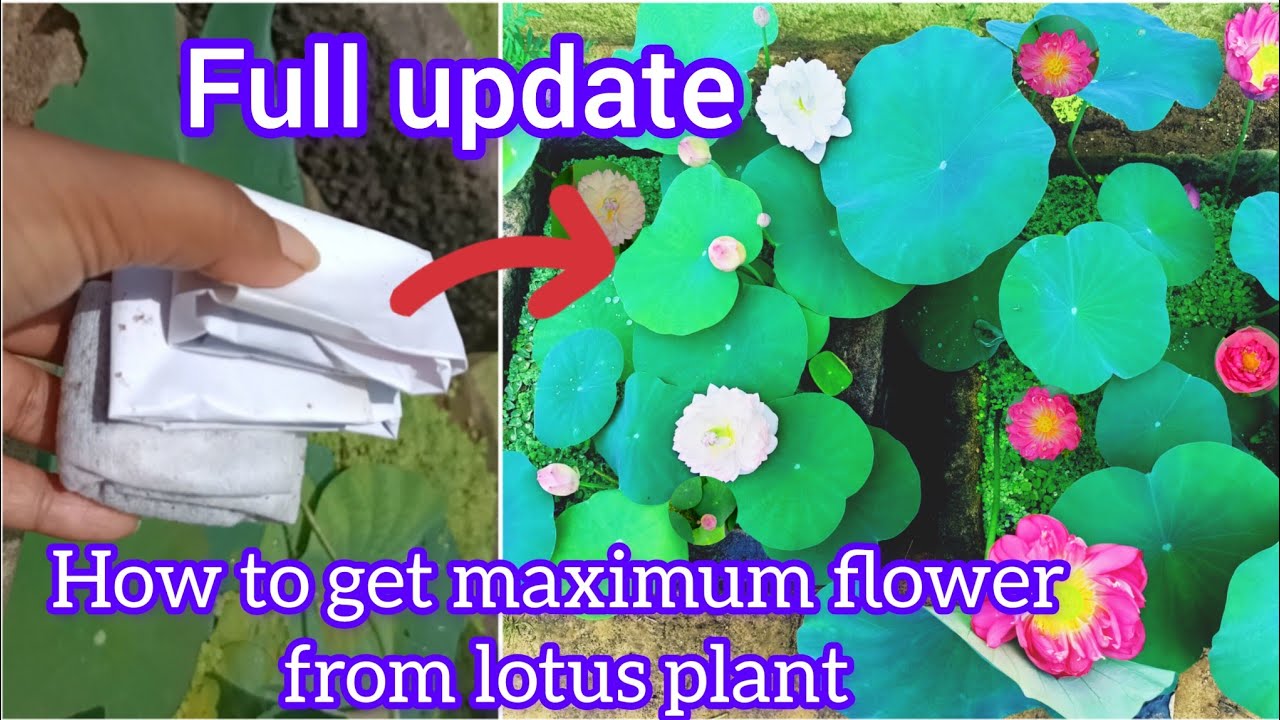 grow Lotus from Tuber #how to get more lotus flower from tuber#full update #how to grow?