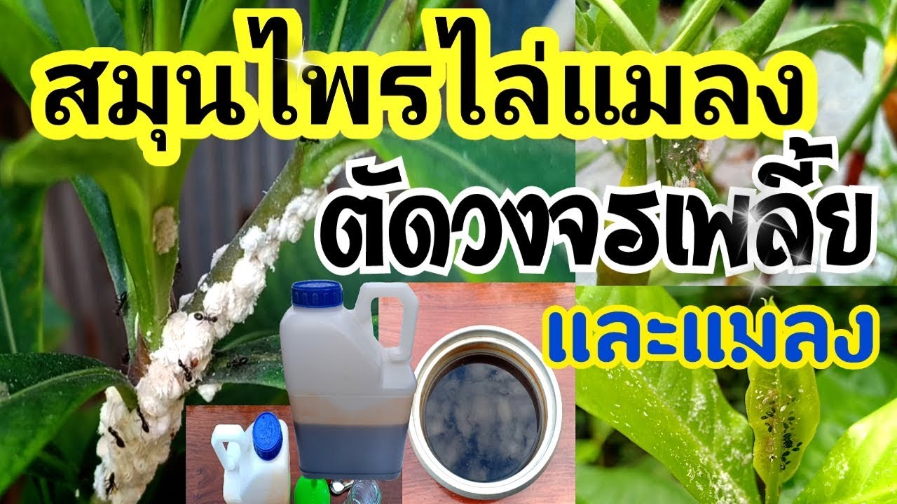 สูตร สมุนไพรขับไล่แมลง ตัดวงจรเพลี้ย มด แมลงหวี่ขาว อย่างง่าย ใช้ได้ผลดี