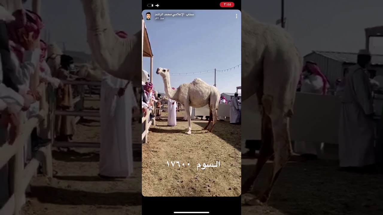 تغطية مزاد الإبل بمحافظة عفيف يوم الجمعة ١٤٤٢/٧/٢١