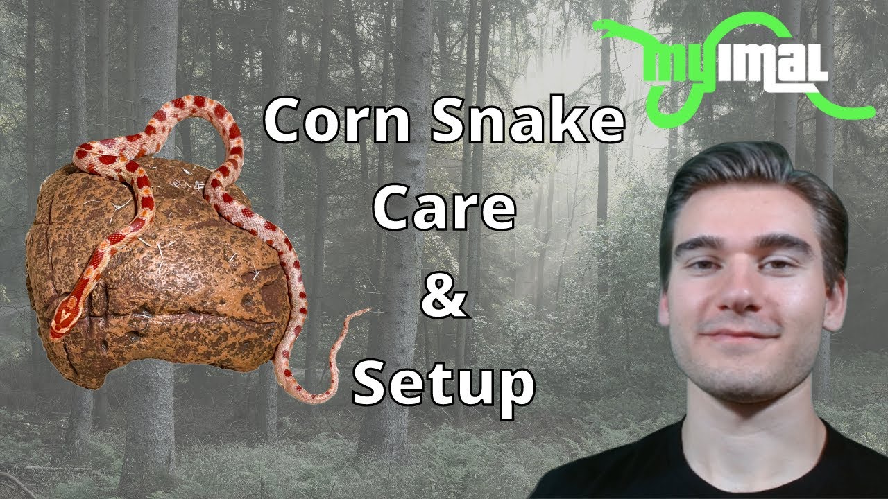 How to Setup and Care for a Corn Snake
