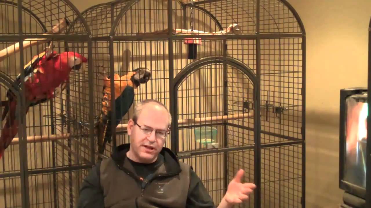 Moe, Retraining An Aggressive Blue and Gold Macaw