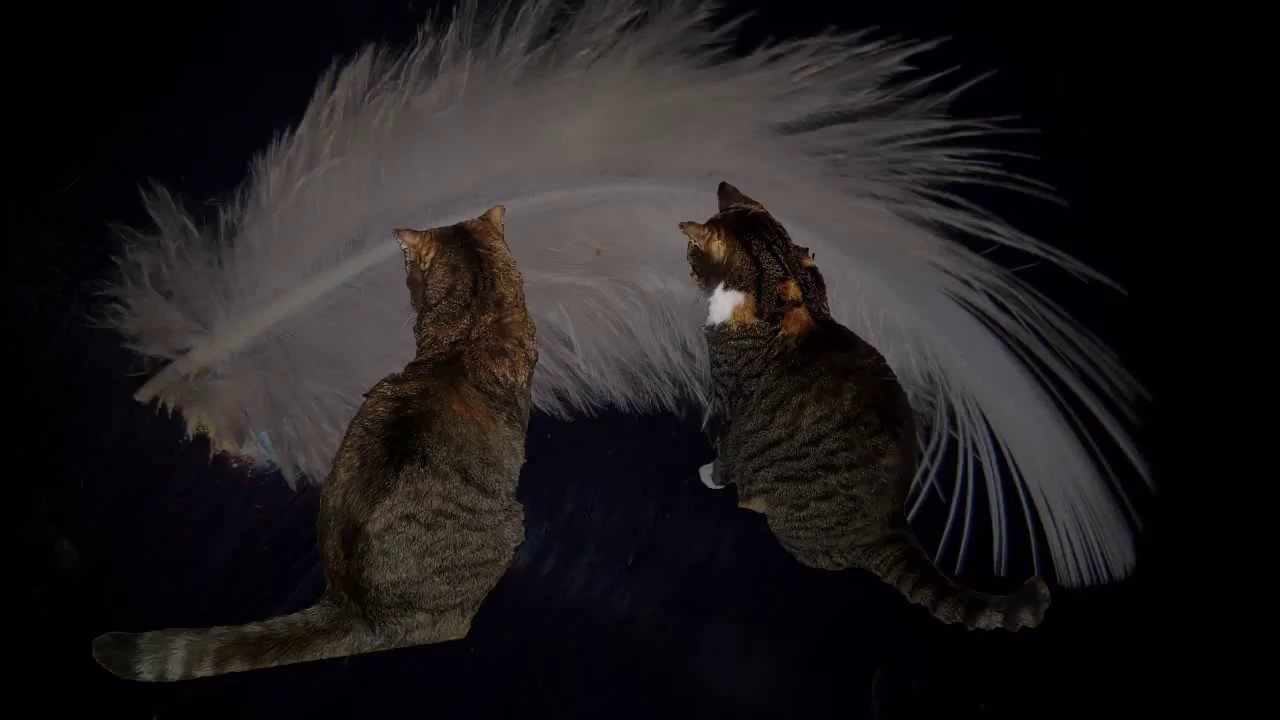 Katzenalltag   Schlafen ist unser Hobby
