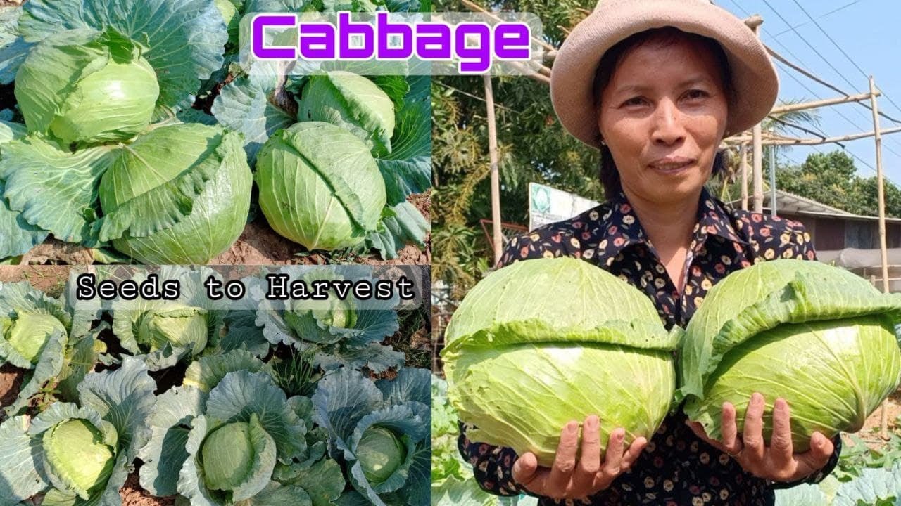 Amazing Vegetable | Big Cabbage | How to Grow Cabbage at home, easy for Beginners | NY SOKHOM