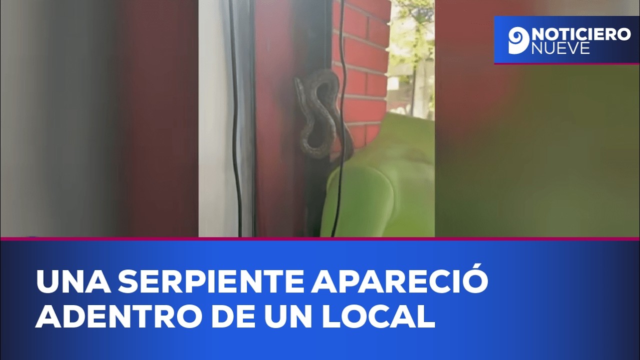 Una serpiente apareció adentro de un local en pleno centro de Mendoza