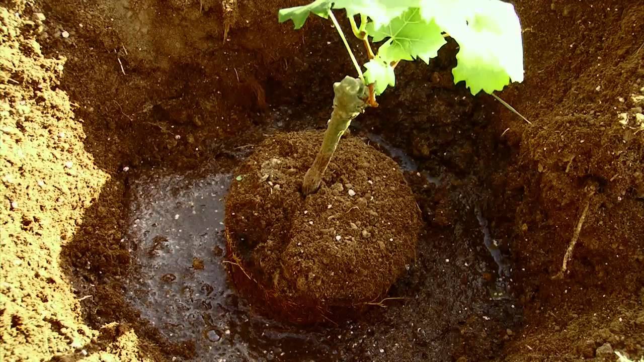Weinreben pflanzen - Rebschule Freytag