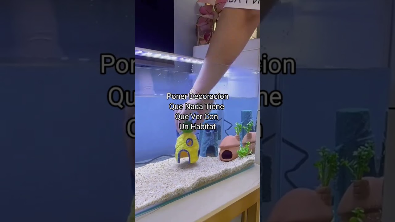 🔴 Errores Que Cometemos Al Montar Un Acuario 