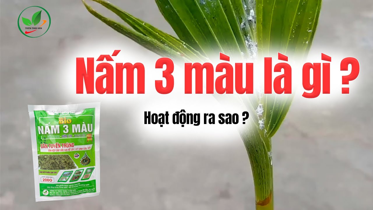 Nấm 3 m&agrave;u l&agrave; g&igrave;? - T&igrave;m hiểu về 3 loại nấm trong sản phẩm Nấm 3 m&agrave;u Bio