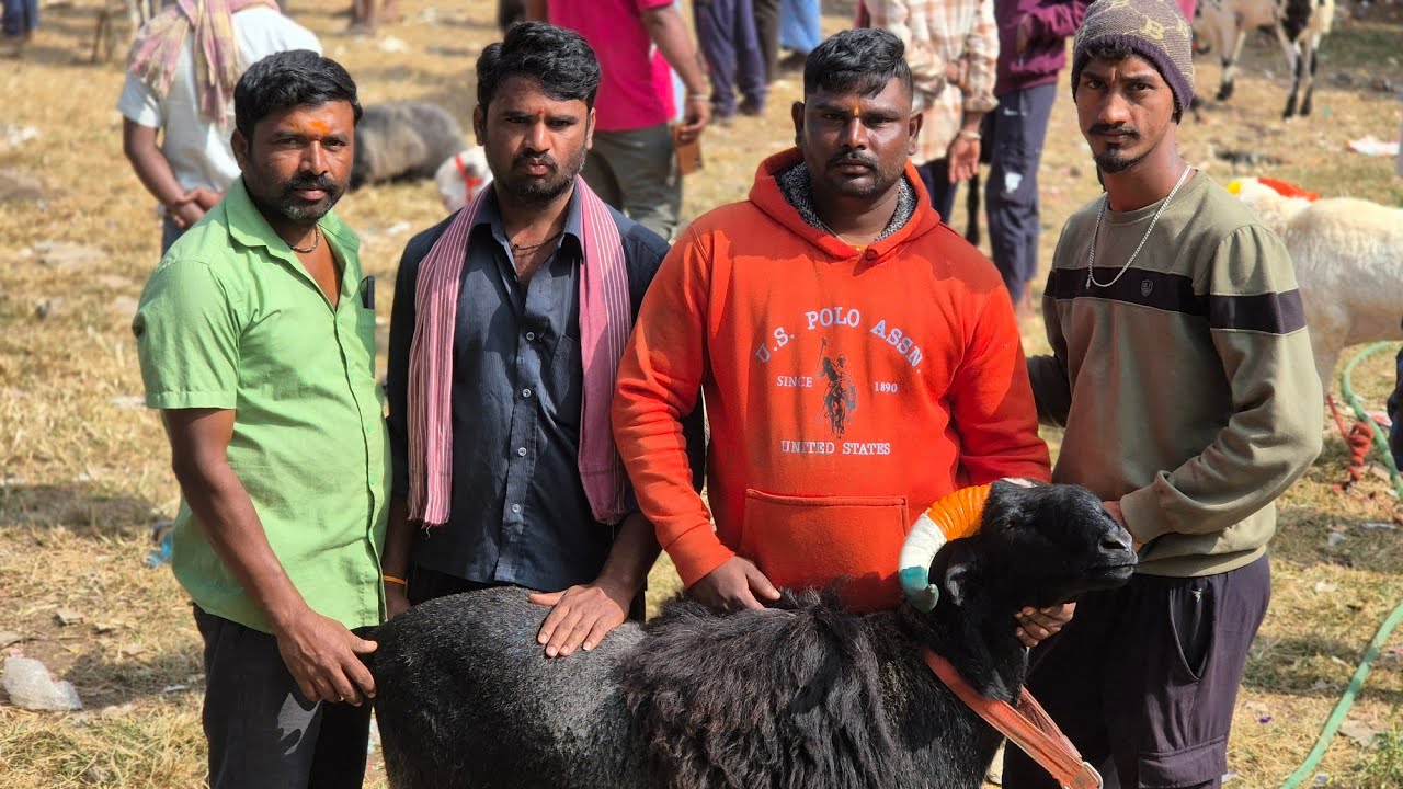 Ranebennur sheep and goats market update Every Sunday morning bazar Karnataka India