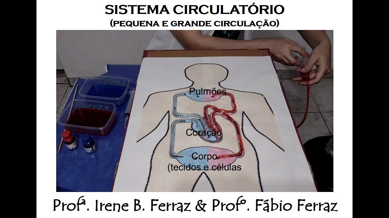 Sistema Circulatório: experimento e simulado