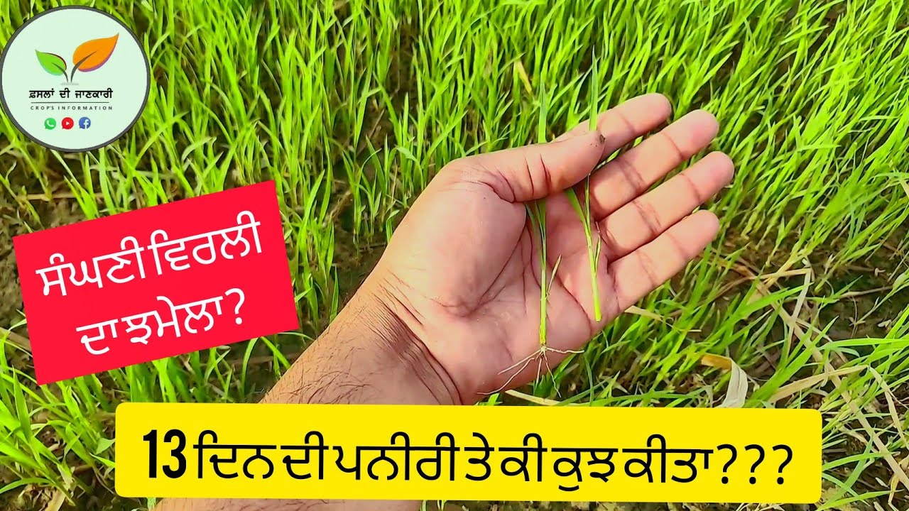 ਪਨੀਰੀ ਕਿਉਂ ਪੀਲੀ ਪੈਂਦੀ ਹੈ? 13 Days paddy nursry after sowing