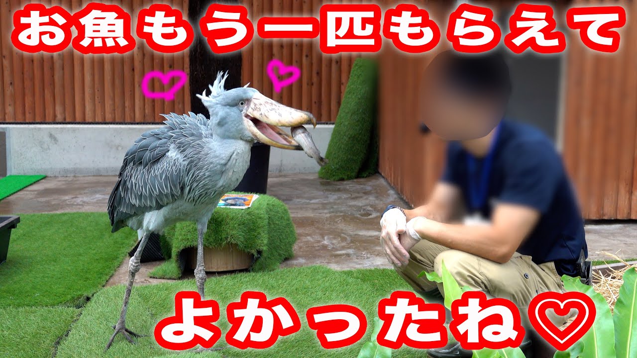 大好きな飼育員さんとイベントをがんばったふたばちゃん、もう一匹のお魚を食べる!【夏のふたば2025-18】Futaba, Shoebill  summer 2025-18　掛川花鳥園