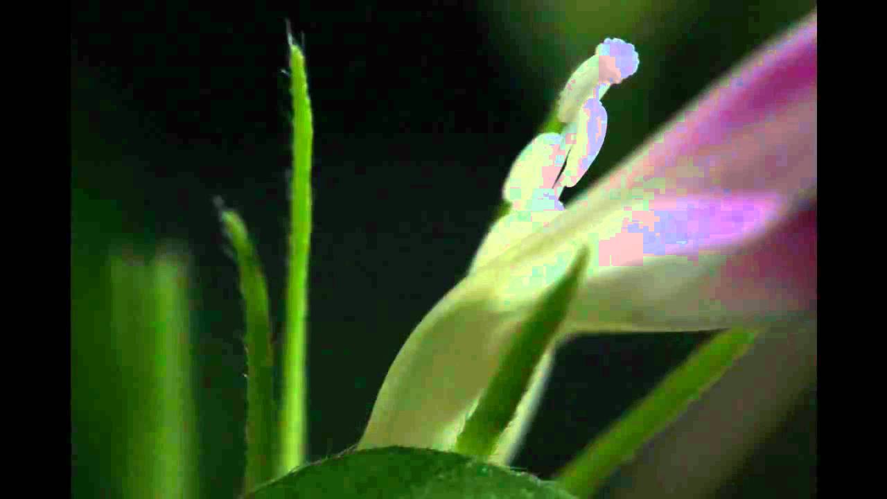 理科映像：微速度撮影アサガオのおしべののび　自家受粉