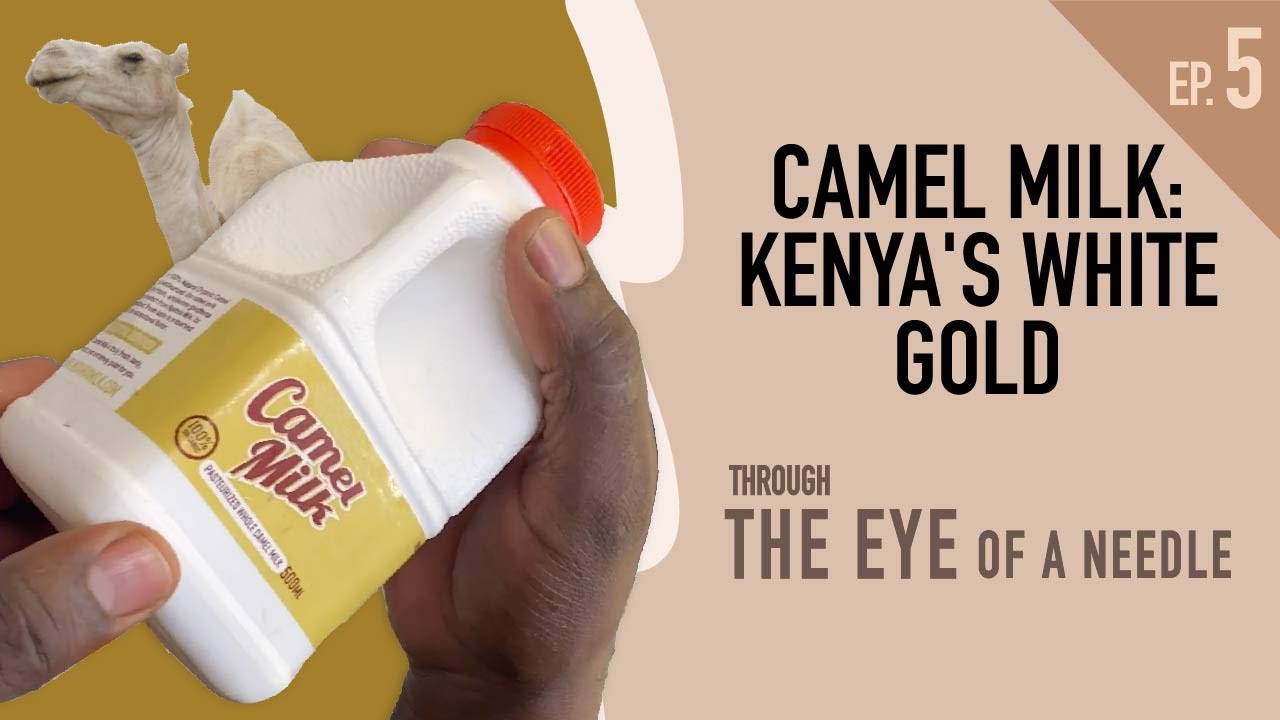 White gold: Taking camel dairy to the industrial scale - Through the Eye of a Needle [Ep. 5]