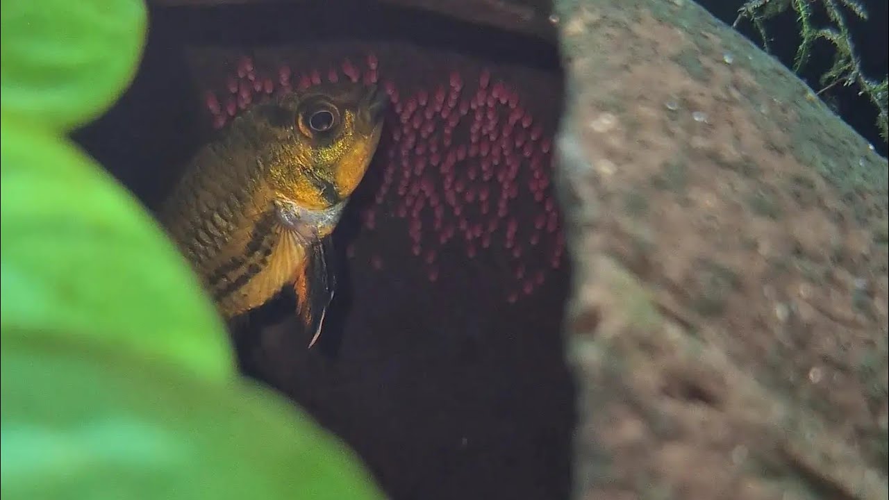 Apistogramma Kakadu nasıl üretilir? #apistogramma