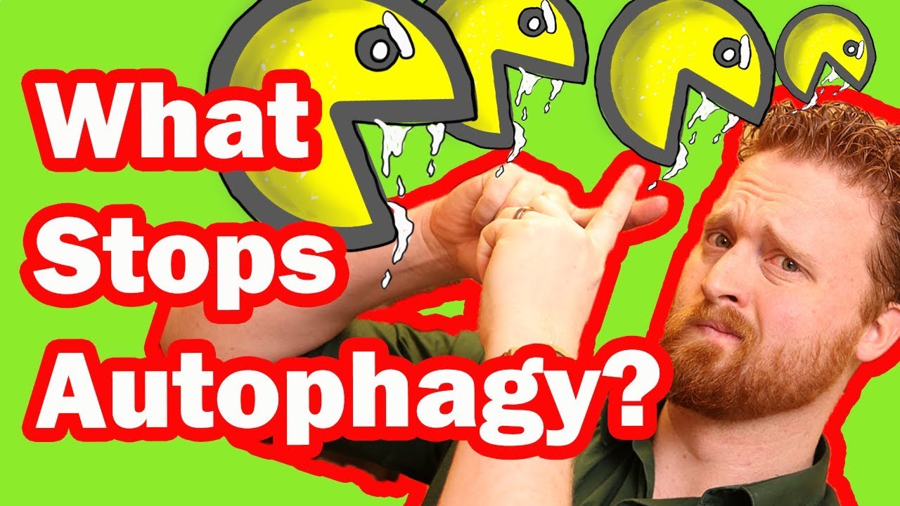 Autophagy Fasting: What Stops Autophagy?