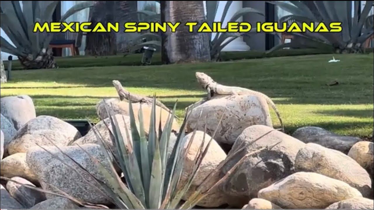 Mexican Spiny Tailed Iguanas