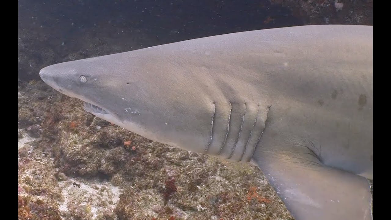 Diving Aliwal Shoal - South Africa 2024 - A7SIII - 4K