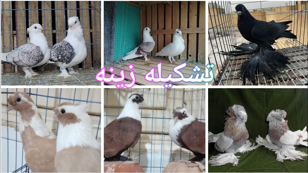 مجموعه حمام يمنى ونساوي كشكات ونفخات