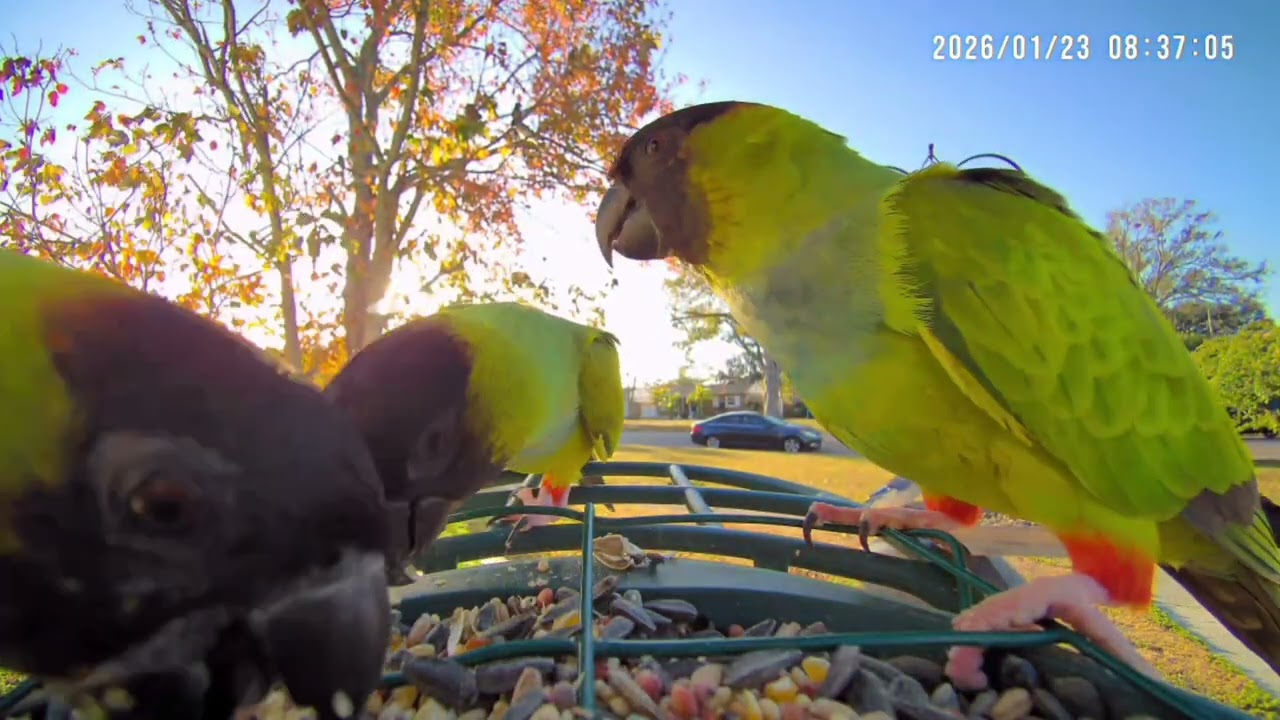 Conures 🦜 Wild Nandays with Gorgeous Red Thighs ♥️  FL 🌴