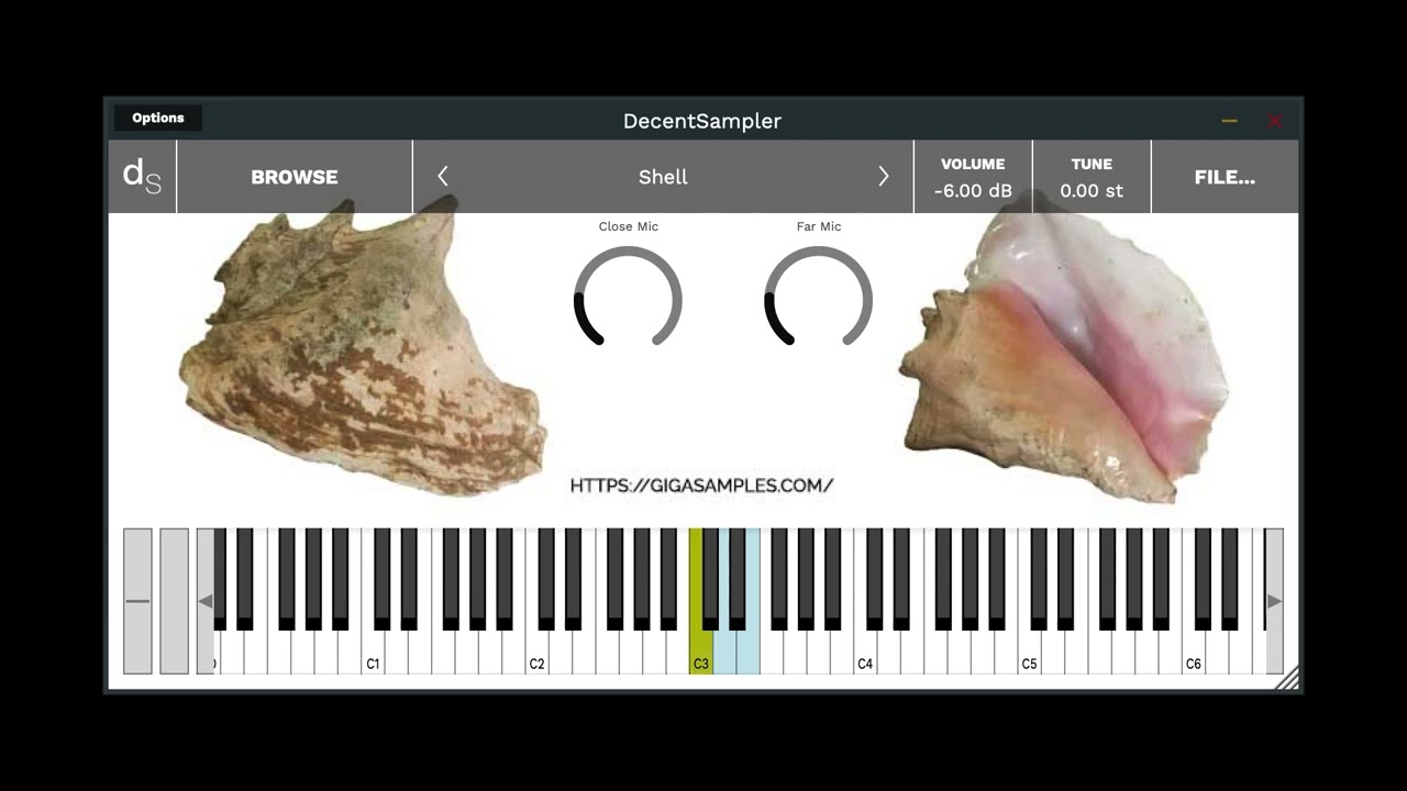 Rare Percussion Series - Conch Shell (Caracol)