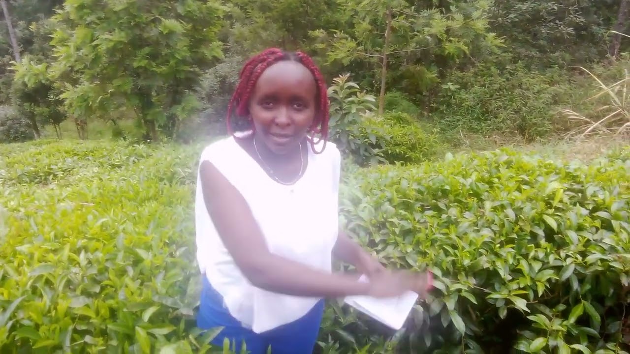 GEOGRAPHY FORM 3 AGRICULTURE//Tea growing in Kenya.Take notes #academia #geography #subscribe 