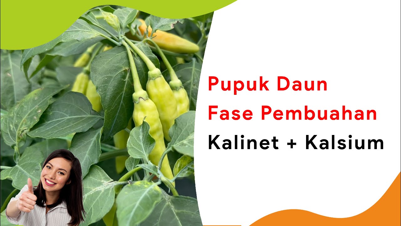 Pupuk Kalinet Cair + Kalsium, Pupuk Daun Masa Pembuahan