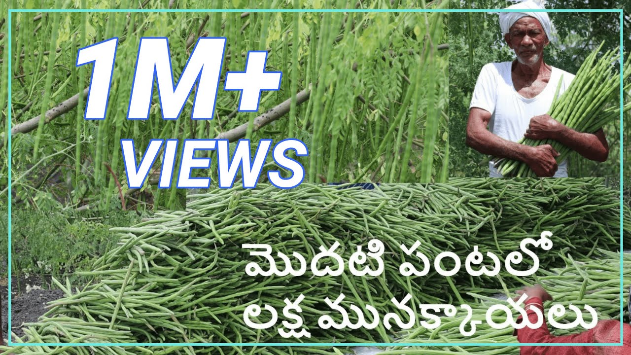 మొదటి పంటలో లక్ష మునక్కాయలు || Grandpa's Drumstick/Moringa cultivation || Seed to harvest ||
