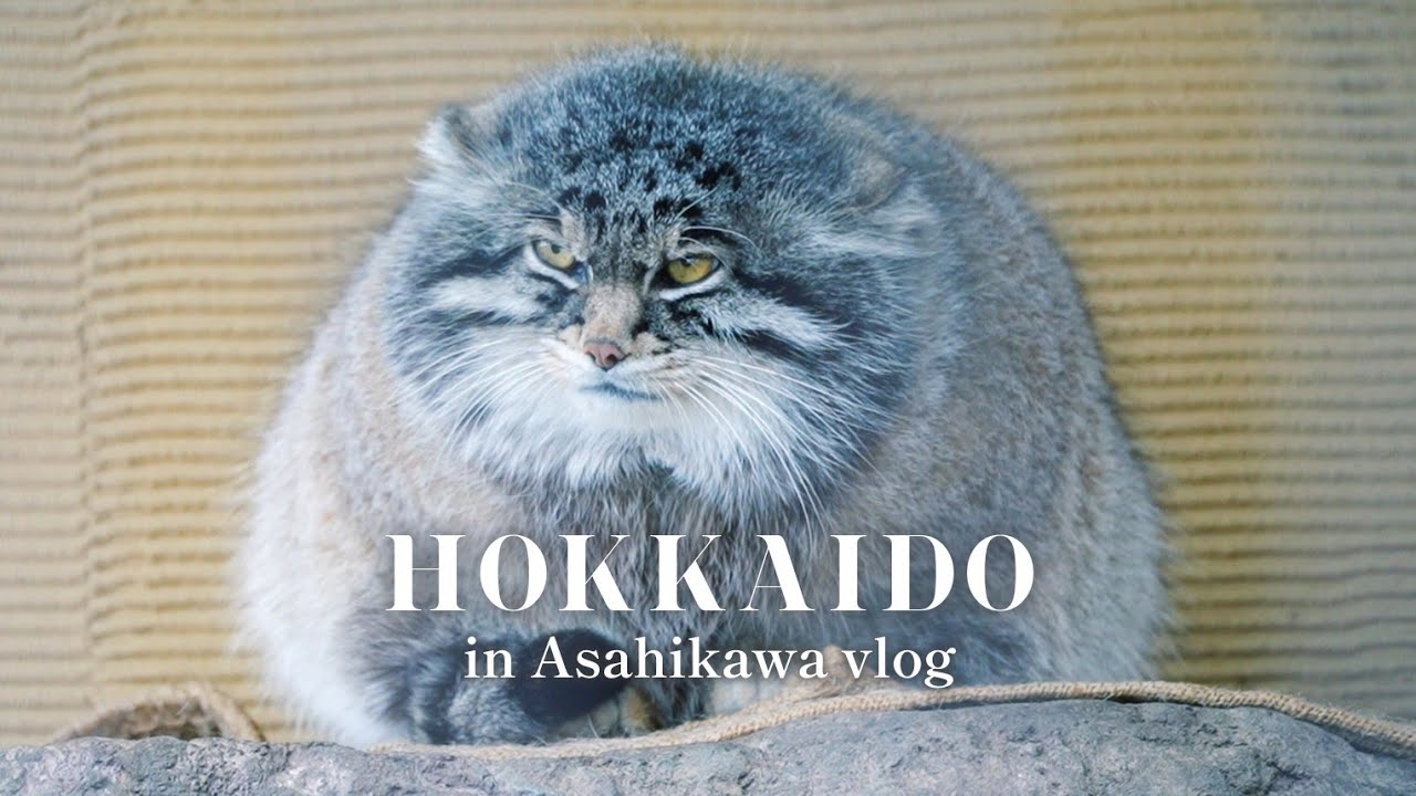 Hokkaido Trip in Asahikawa DAY2 | Japan Travel Vlog