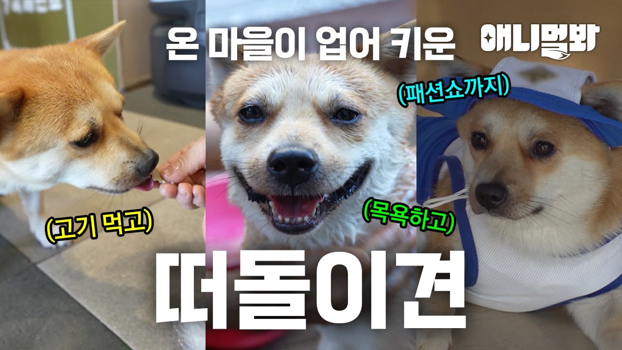 집은 없지만 가족은 많아요. 버려진 룽지의 가족이 되어준 동네 사장님들🥹ㅣA Dog Without A Home Has A lot Of Family Members