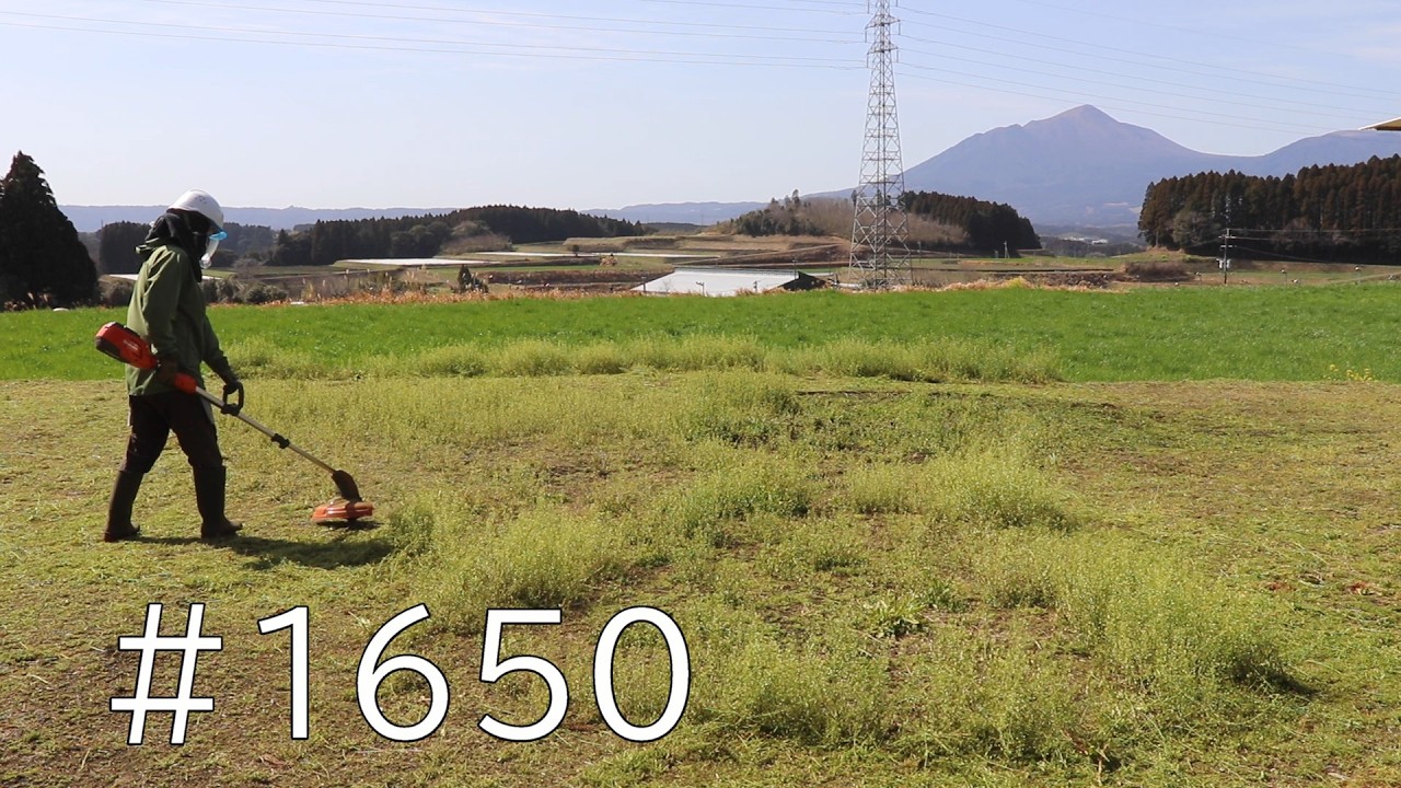 2026年草刈り始まりました！ふわふわ密集した春草はぶっといナイロンコードで叩いて一掃しましょう