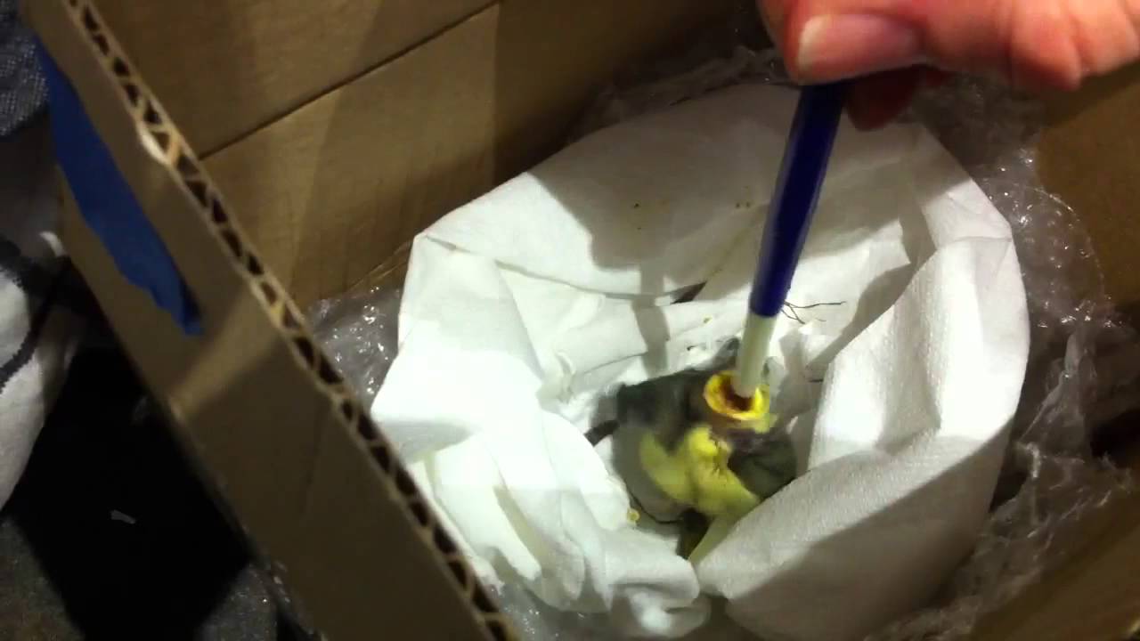 Hand feeding baby bluetit