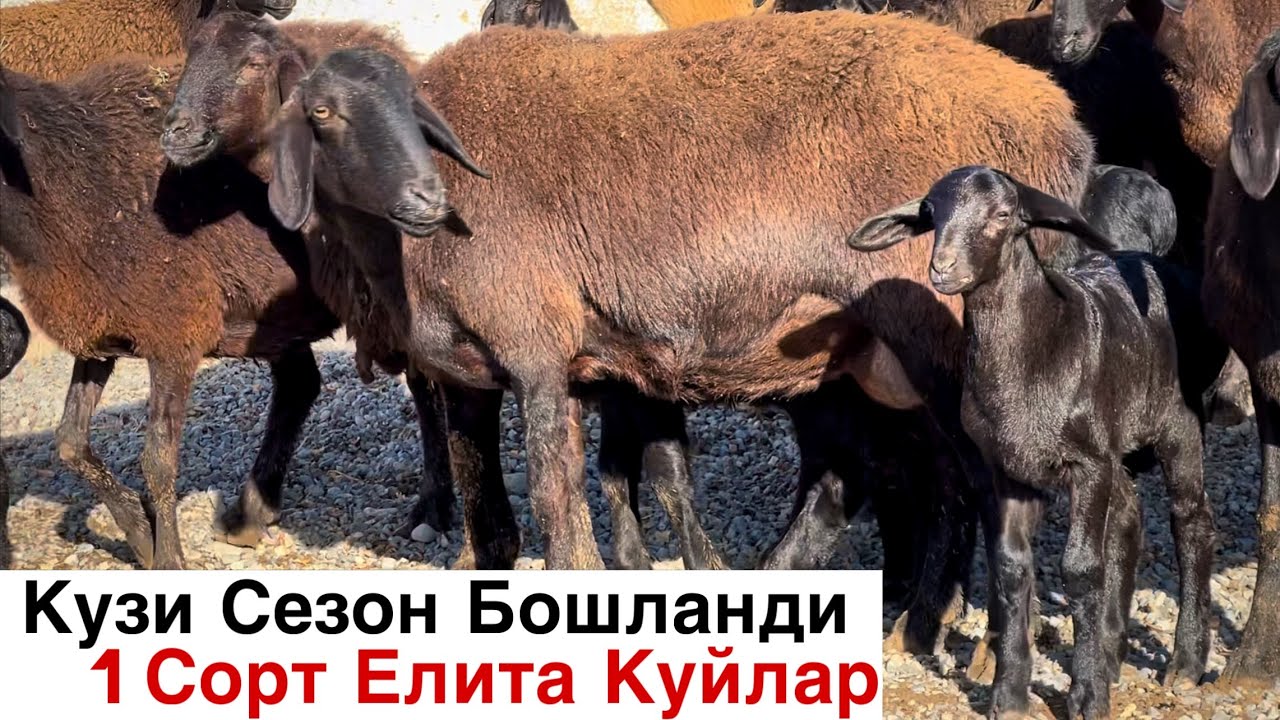 Сорти Тоза Куйлар! ☎️+998 33 747 3382