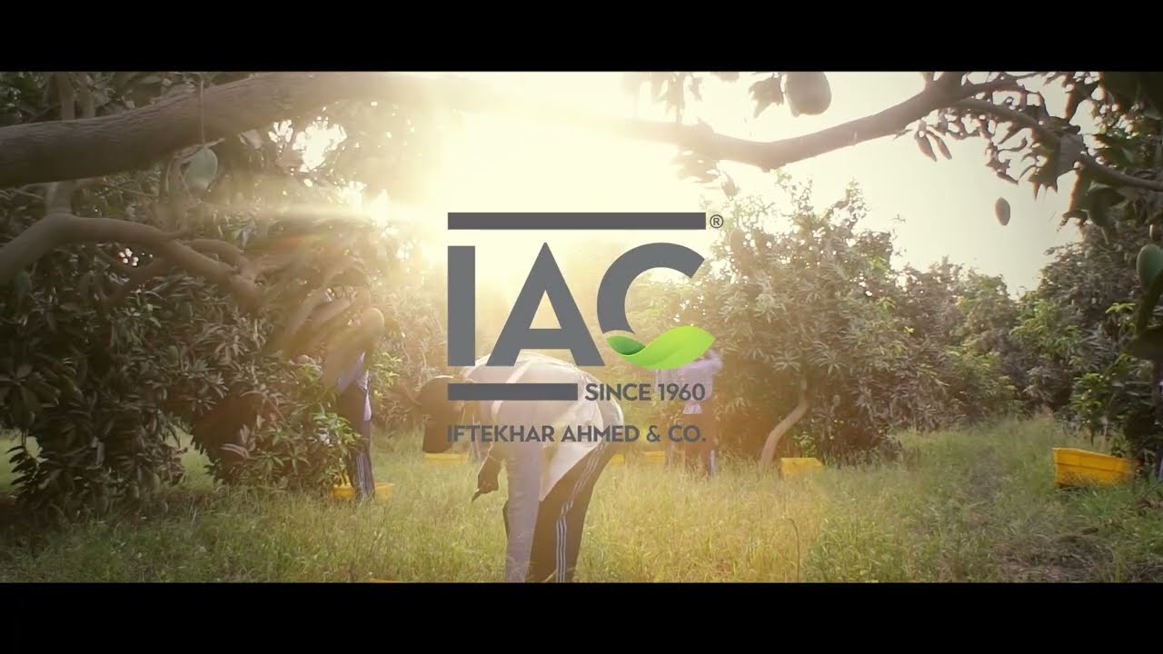 IAC Fruit Nation Mango Chaunsa Corporate Documentary