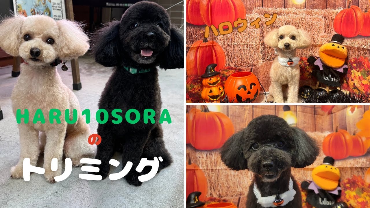 【2024年10月9日トリミング】HARUとSORAの美容室 トリミングに行ってきたよ～👌可愛くなったかなぁ✨～ #トイプードル  #犬 #愛犬 #犬のいる生活 #toypoodle #トリミング