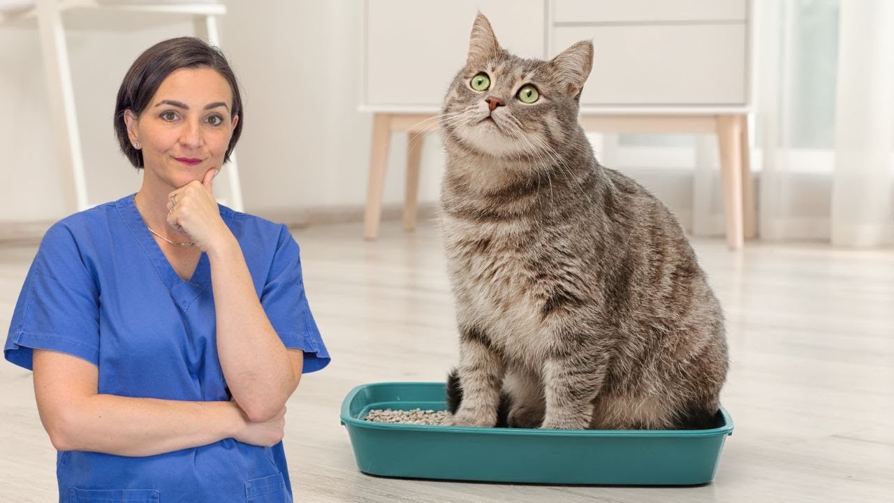 Stitichezza nel gatto: può diventare un grave problema