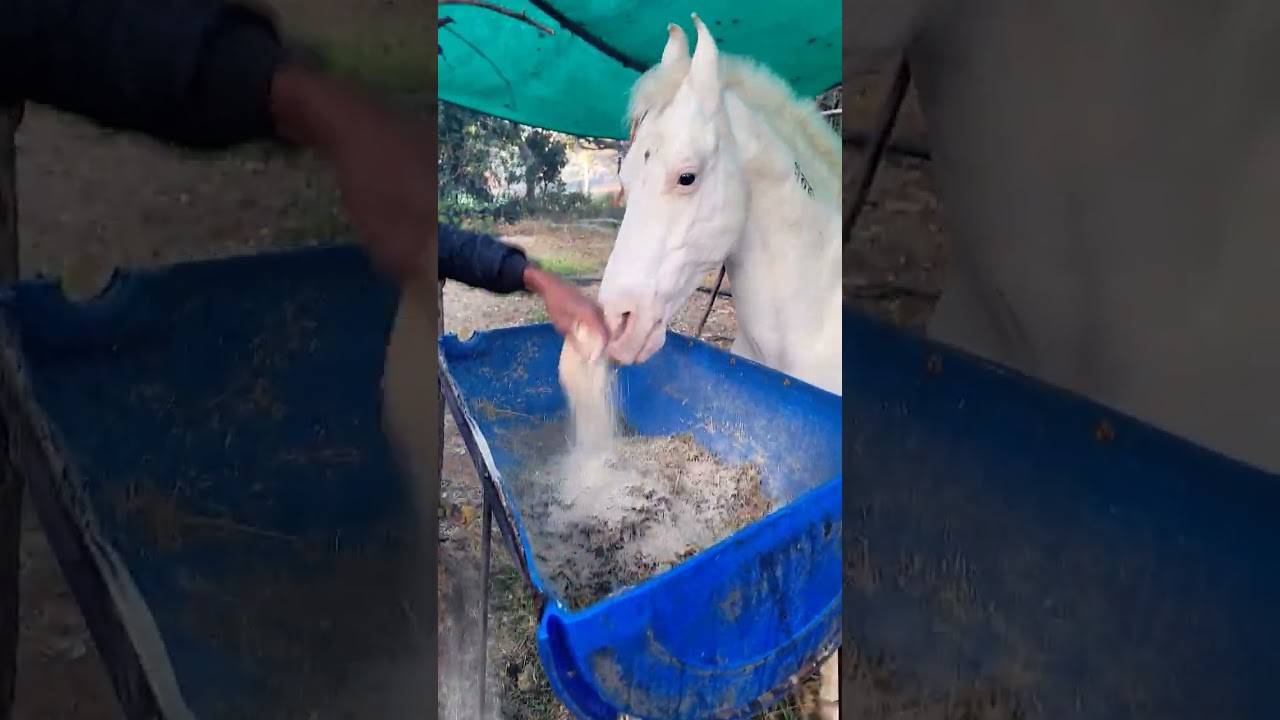 Ghode ko Ghas chara chane Khila rahe hai 🐎🐎 #ghoda