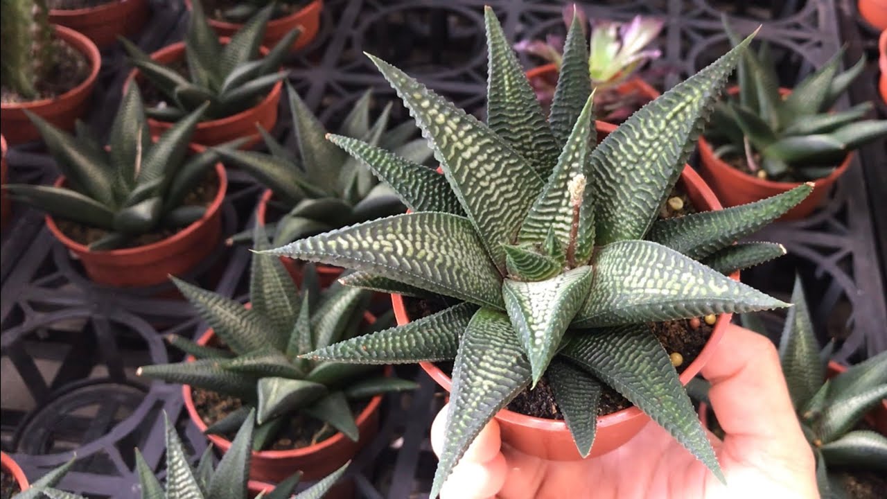 haworthia limifolia var. striata sukulen anti rewel
