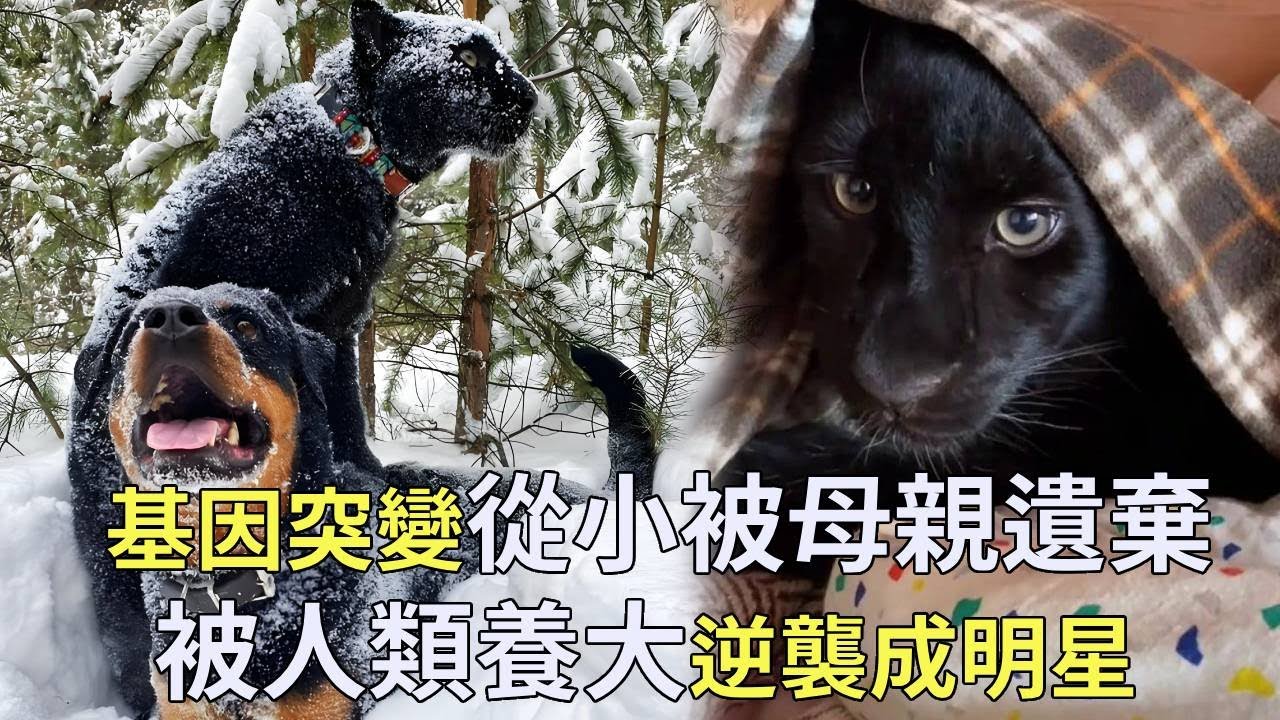 從小基因突變被母親遺棄的小黑豹，被女主人撿到和狗狗一起長大，如今居然成了粉絲最多的動物之一！【小奶狗觀影】