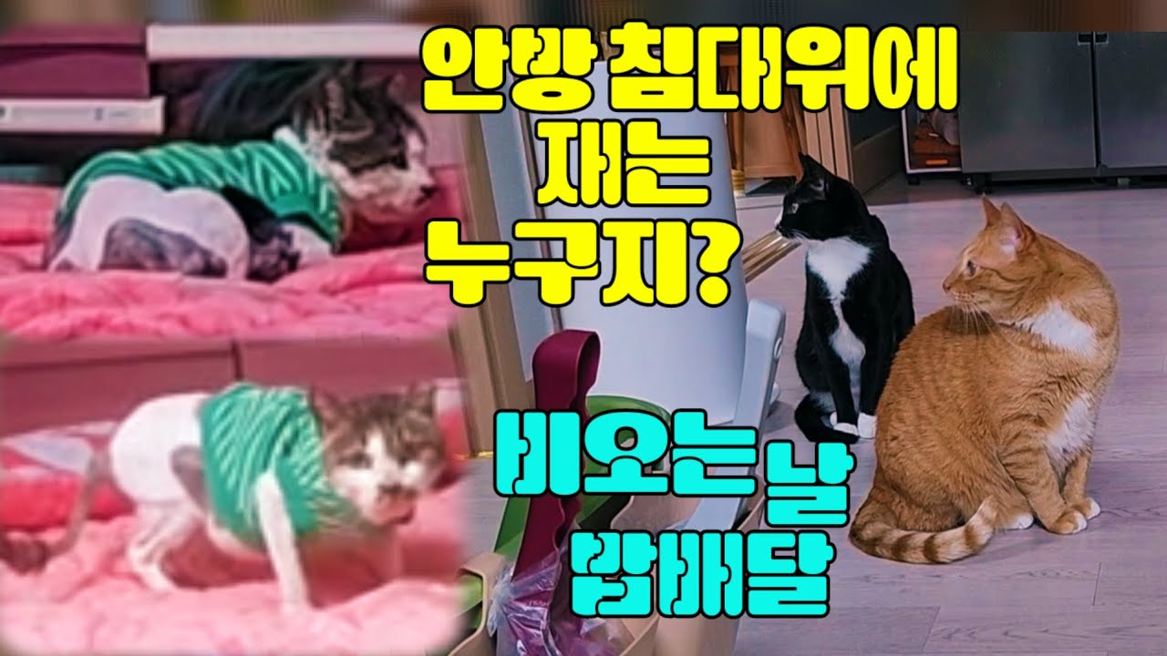 침대 위에 저 아이는 누구지?(비오는 날 밥 배달)