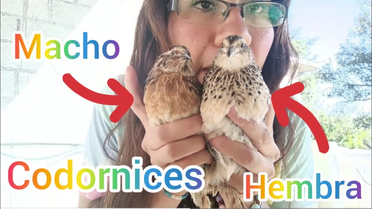 Más CODORNICES!! mi regalo de Navidad de mi papá 😍 diferencia entre codorniz macho y hembra 😱